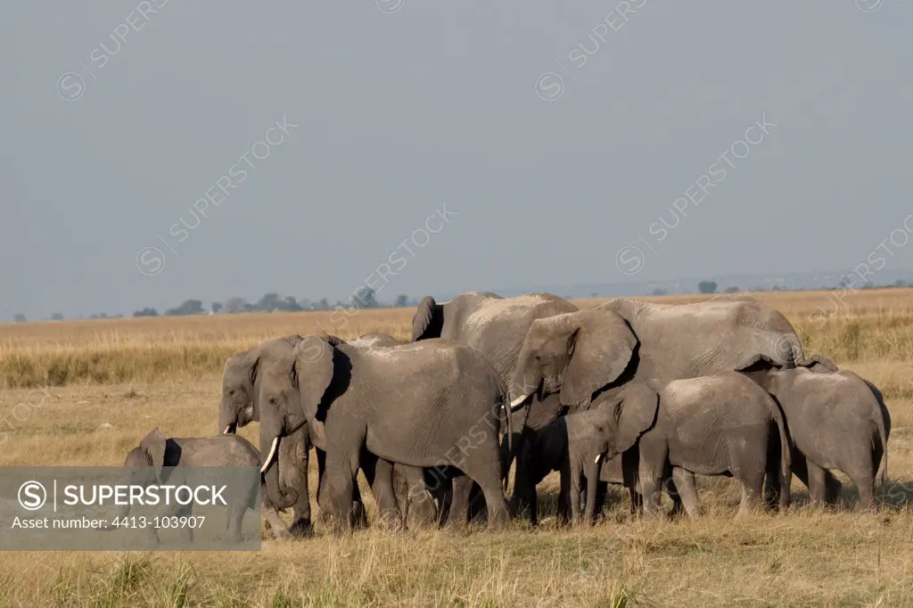 African elephants walking in savanna Chobe Botswana