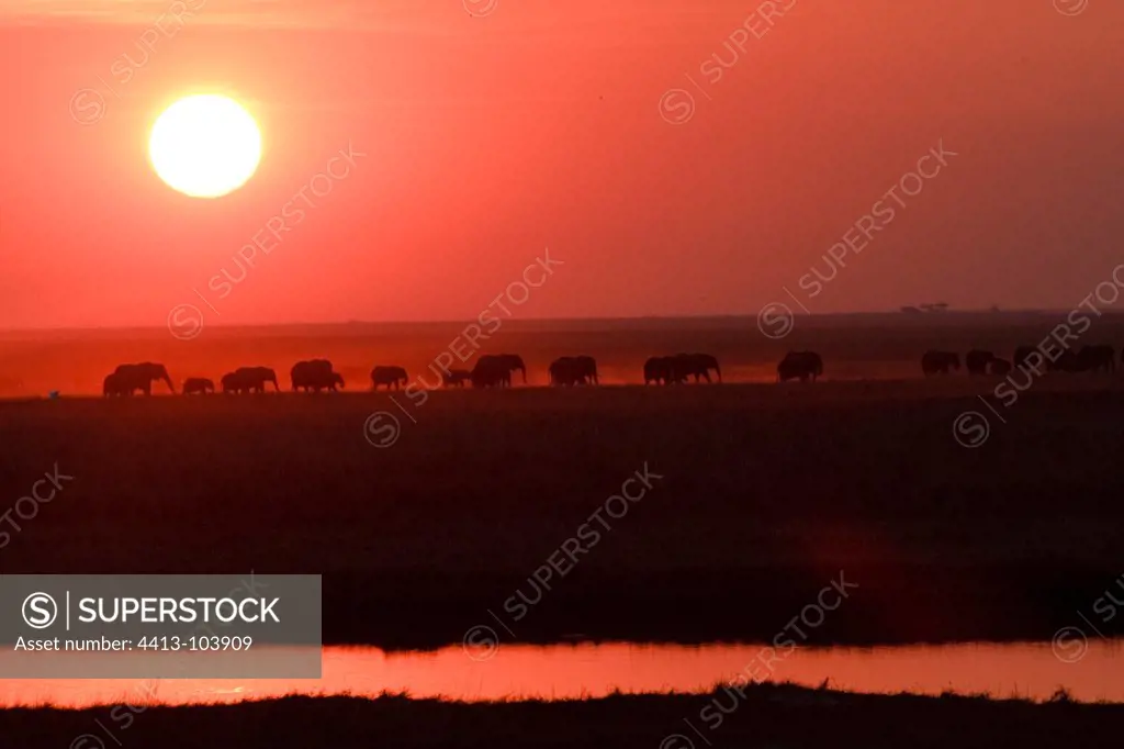 African elephants at sunset and Chobe river Botswana