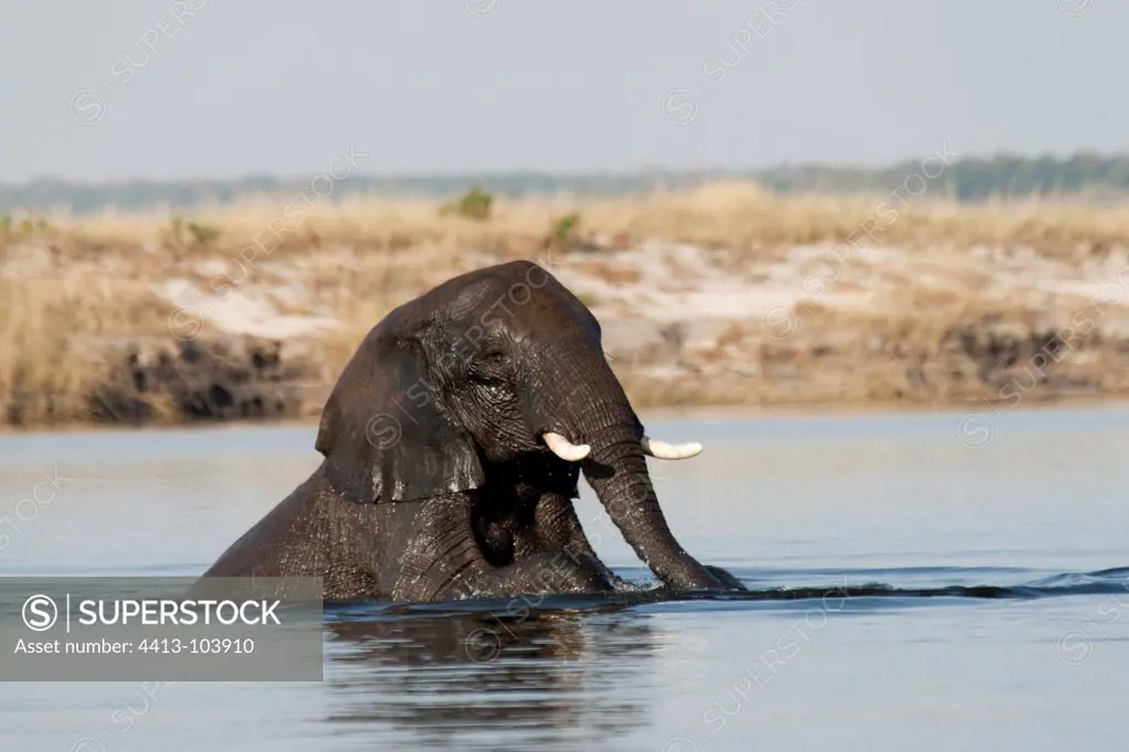 African Elephant bathing in the Chobe River Botswana