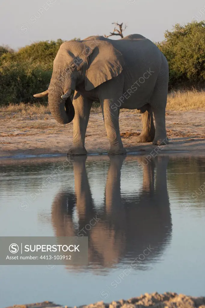 Elephant drinking at the water Savuti Chobe Botswana