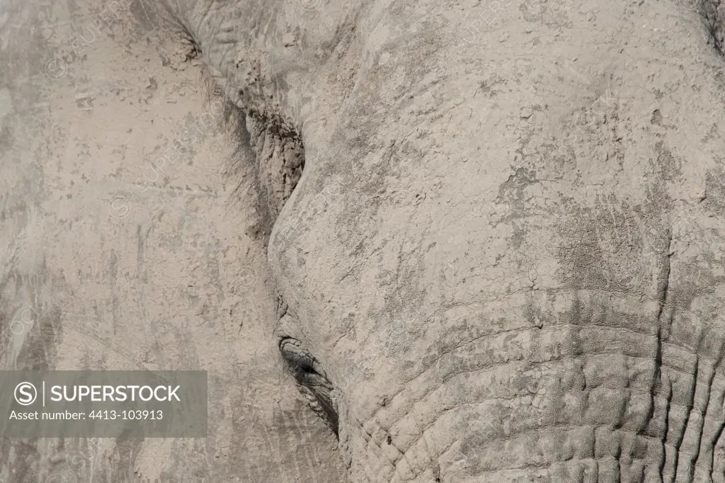 Portrait of African Elephant muddy river Khwai Botswana