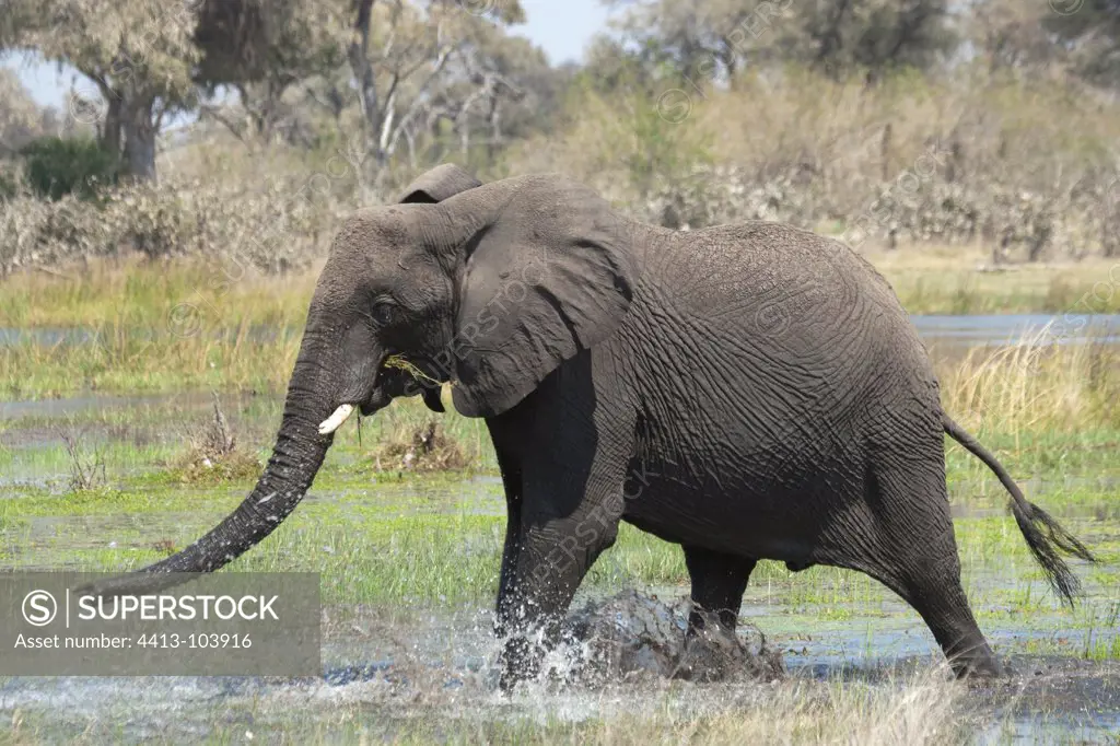 African elephant playing in the river Khwai Botswana