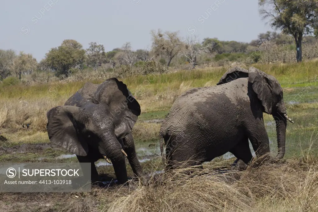 African Elephants playing in the mud Khwai River Botswana