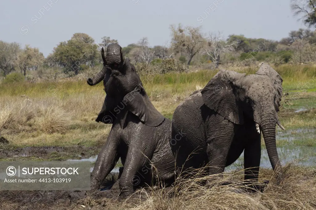 African Elephants playing in the mud Khwai River Botswana