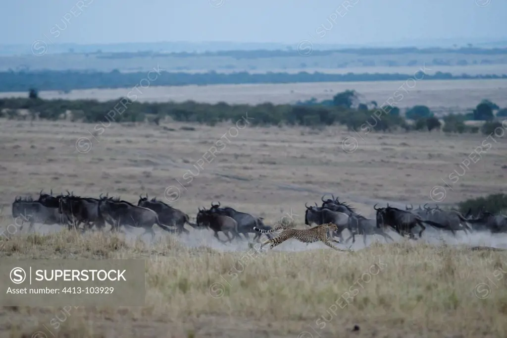 Male cheetah chasing wildebeest Masai Mara Kenya