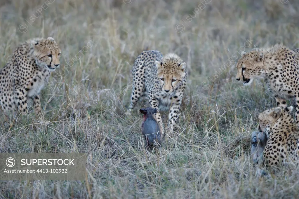 Cheetah and young chasing a young Warthog Masai Mara