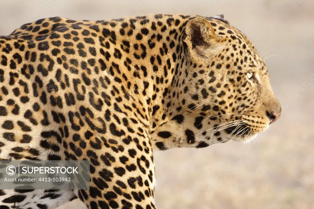 Portrait of male leopard Lake Nakuru Kenya