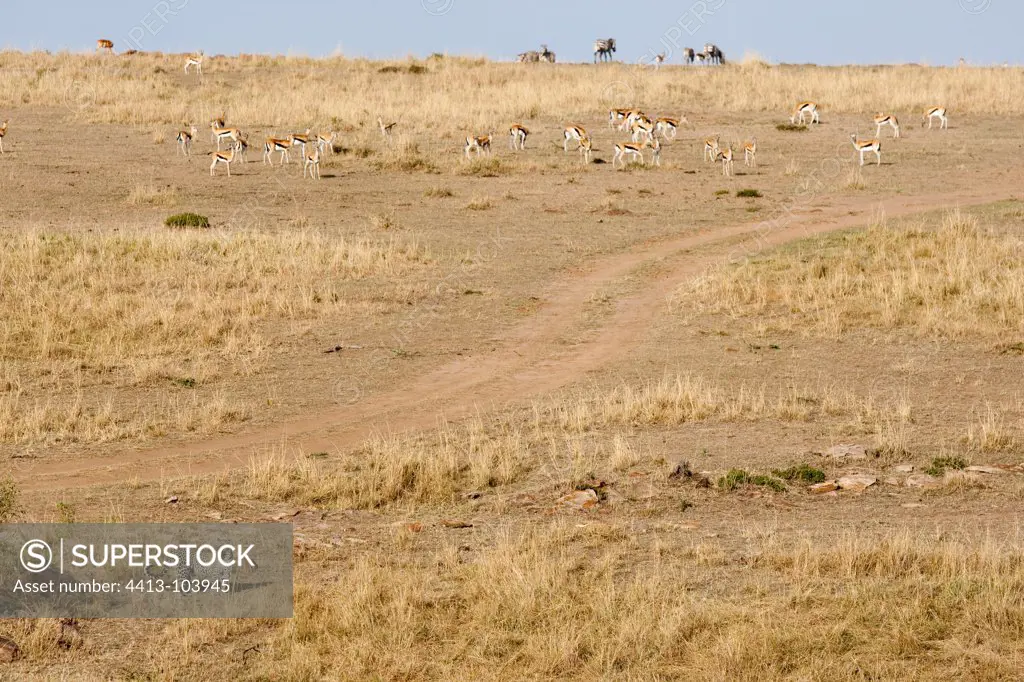 Leopard and Thomson Gazelle Masai Mara Keny
