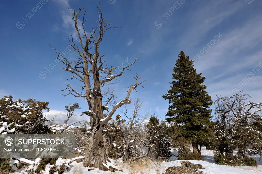 Dead tree in Upper Terrace at Mammoth Hot Spring USA
