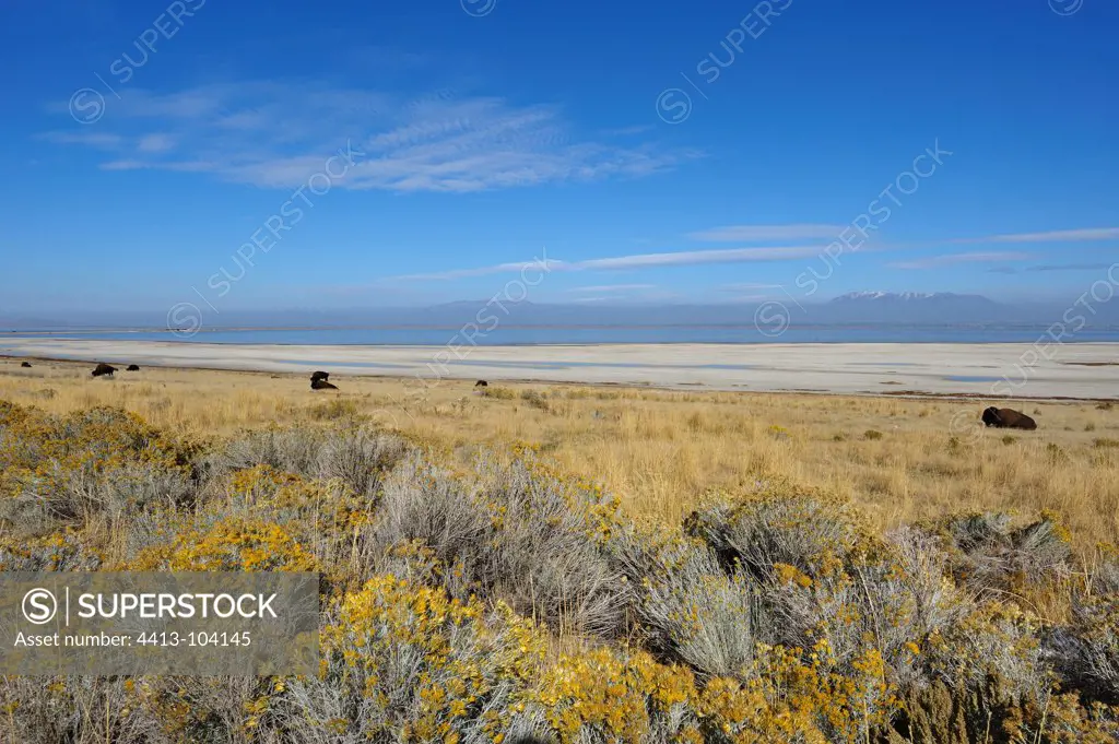 American Bisons near the beach north of Antelope Island