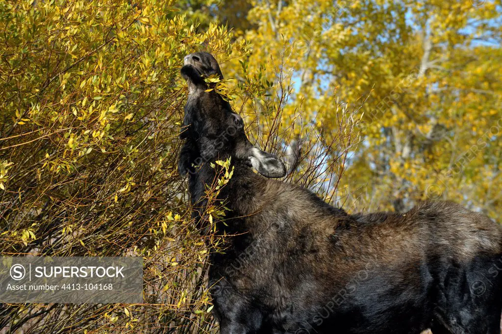 Eurasian Elk female feeding on leaves of willow USA