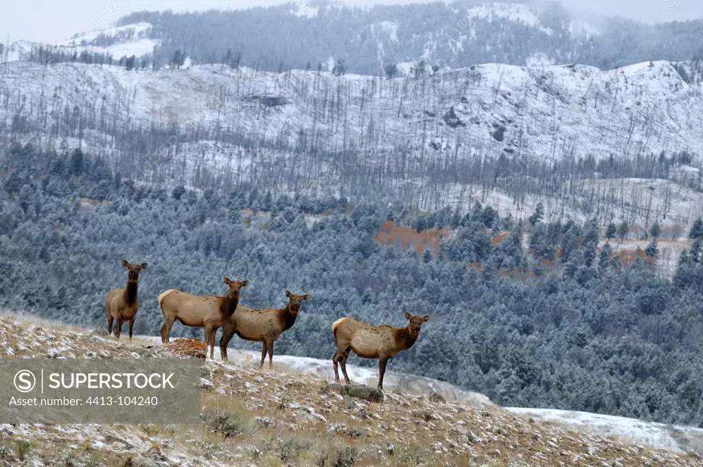 Elk in the hills Mammot in the Yellowstone NP USA
