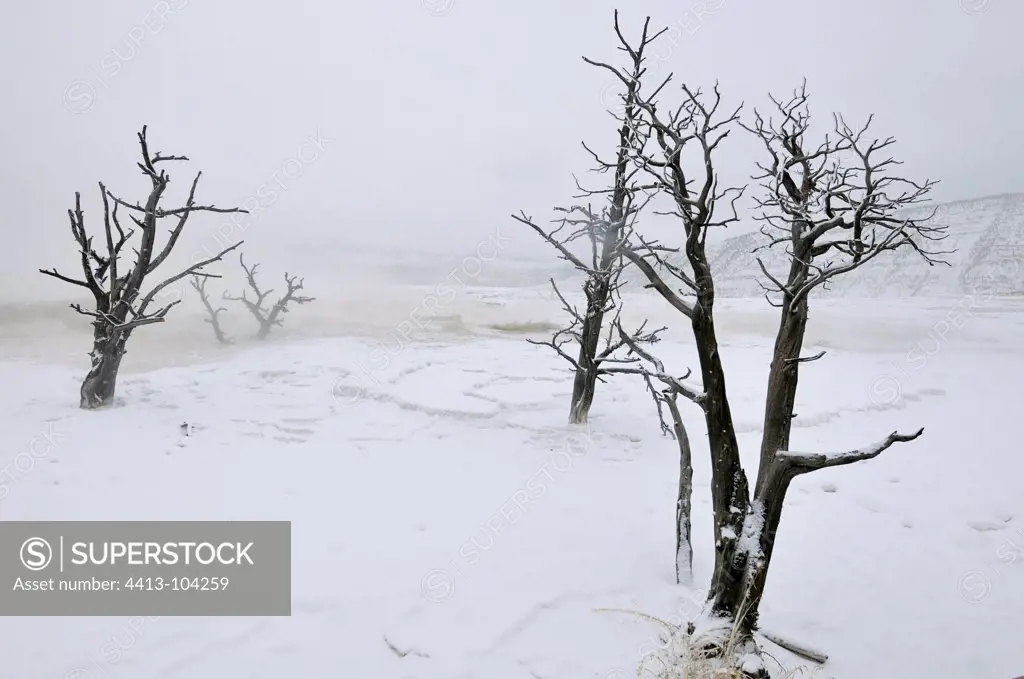 Mammoth Hot Springs in the snow in Yellowstone NP USA