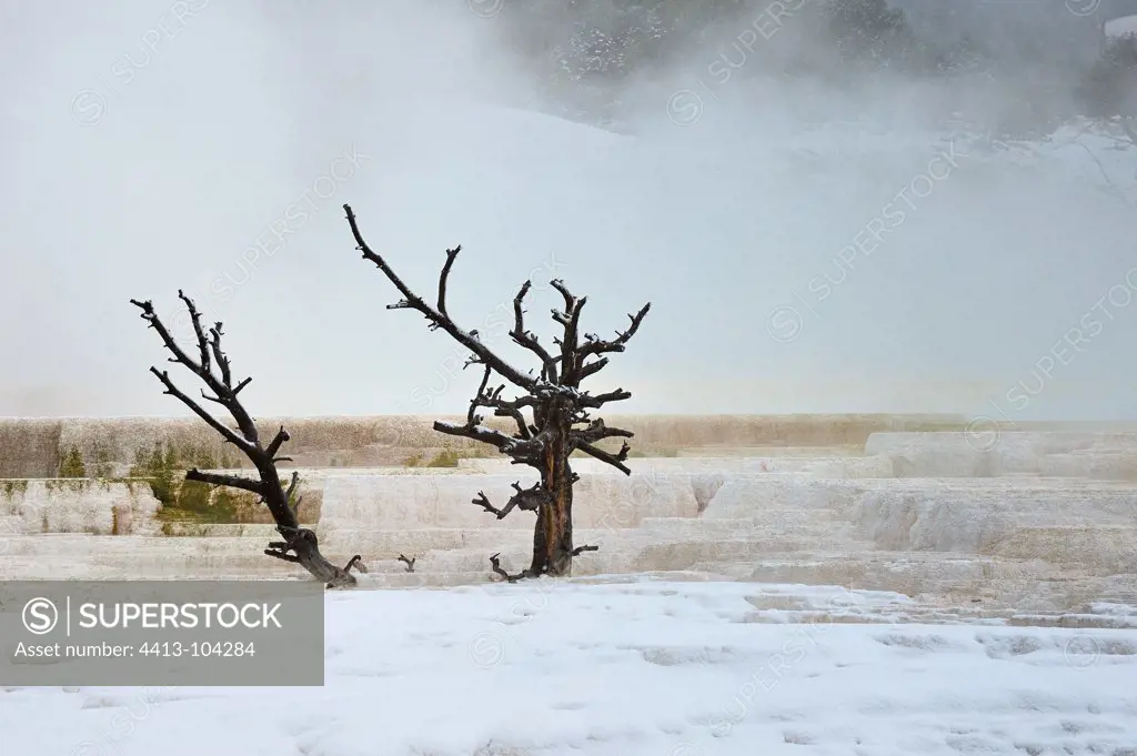 Main Terrace Canary Spring in the Yellowstone NP USA