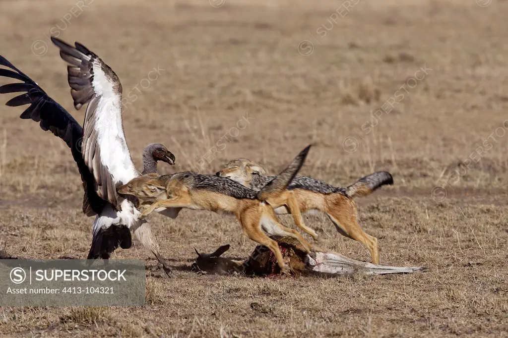 Black-backed Jackal away a vulture to their prey Kenya
