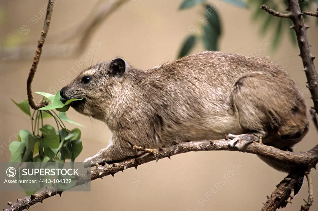 Southern Tree Hyrax eating leaves