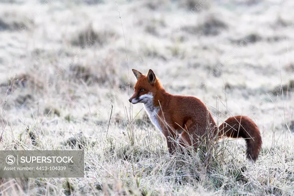 Red fox defecating in a frozen meadow in autumn GB