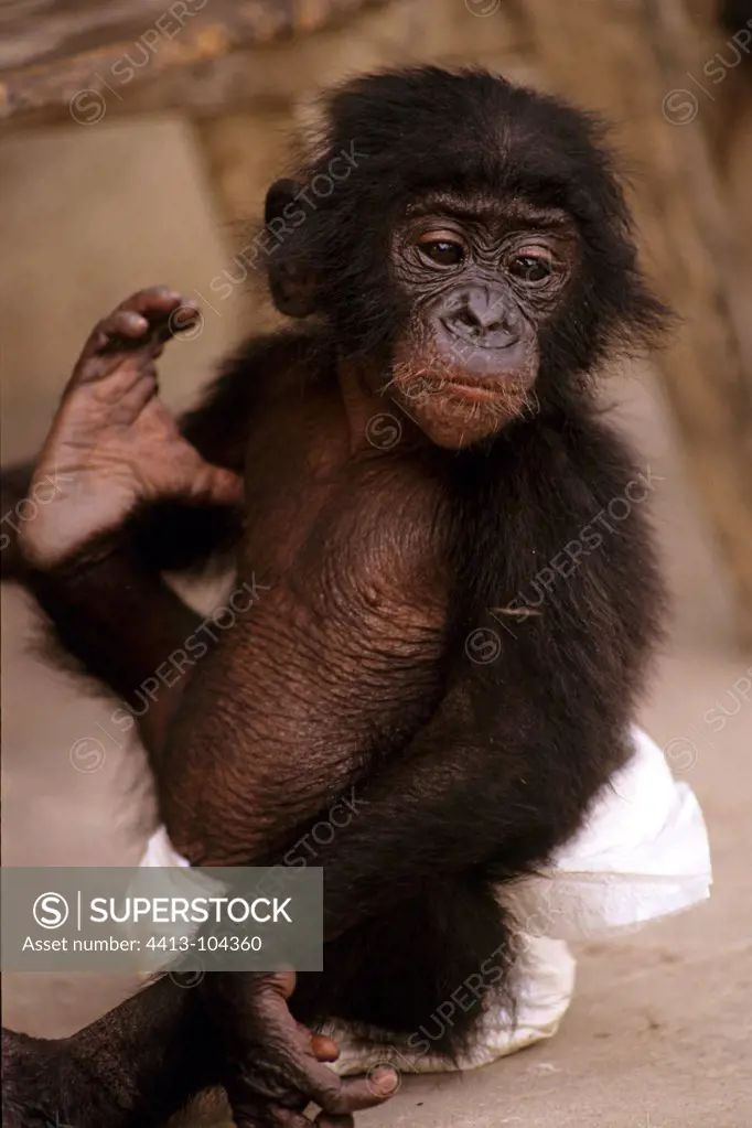 Young Bonobo with a nappy Congo