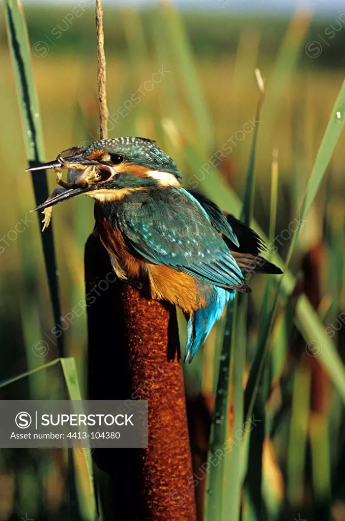 King Fisher male with a frog
