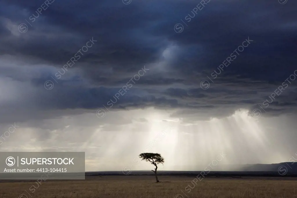 Lone tree in the rain Reserve Masai Mara Kenya