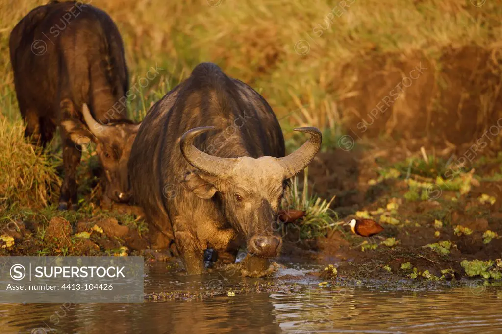 Cape buffalo drinking and Jacana Masai Mara Kenya