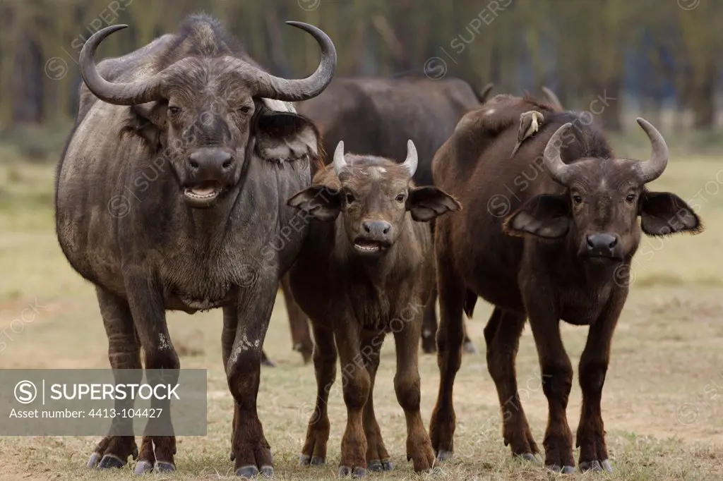 Family of Cape Buffalos and Oxpecker Nakuru Kenya