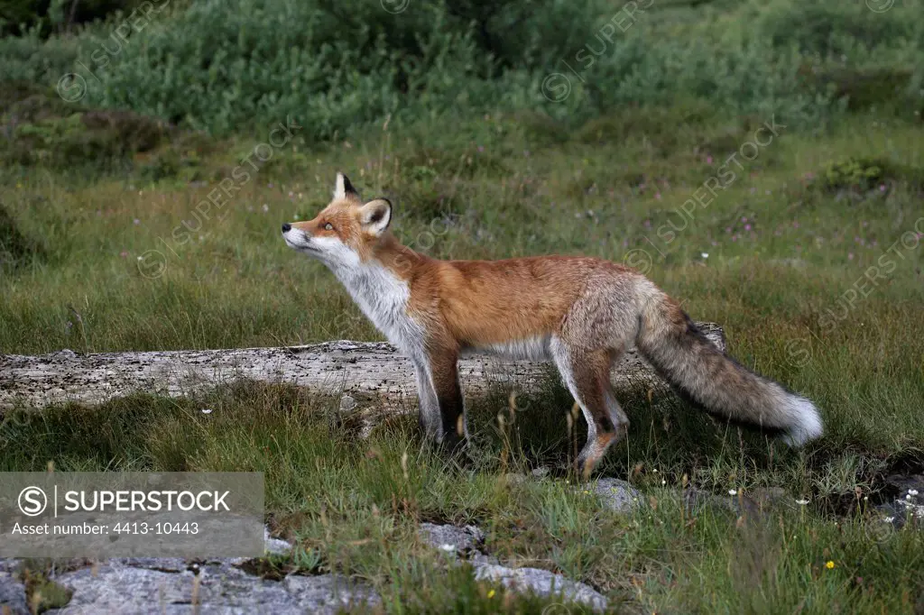 Young Red Fox Sweden