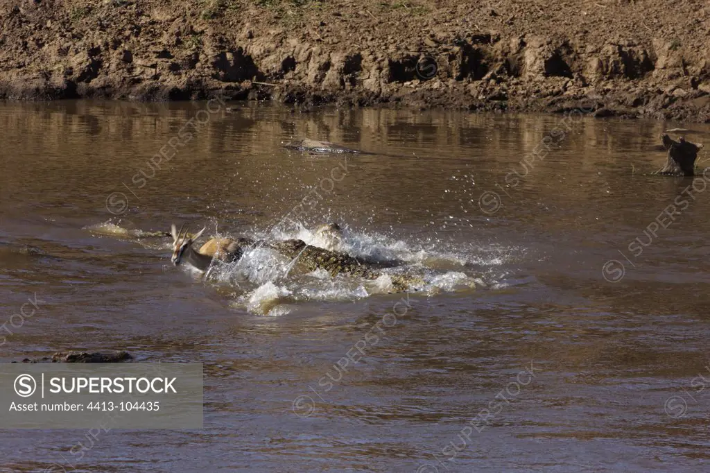 Crocodiles catching a gazelle in water Masai Mara Kenya
