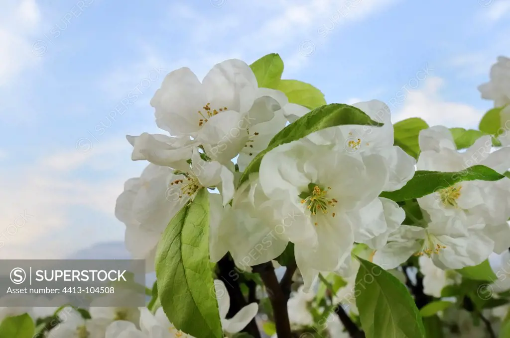 Apple ornamental 'Everest' in bloom in spring