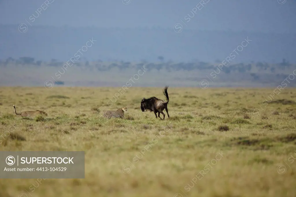 Wildebeest injured resisting attack Cheetah Masai Mara