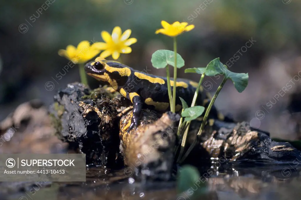 Speckled salamander mottled in water France