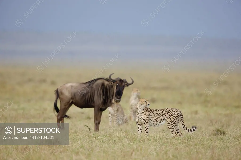 Wildebeest injured resisting attack Cheetah Masai Mara