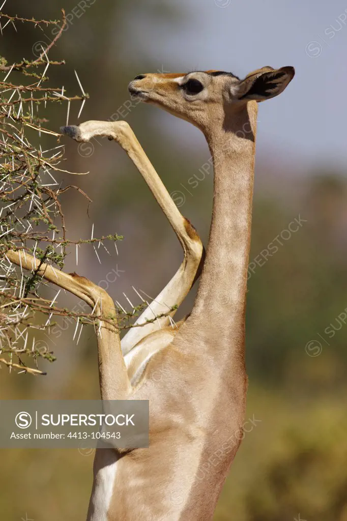 Gerenuk eating foliage height Samburu Kenya