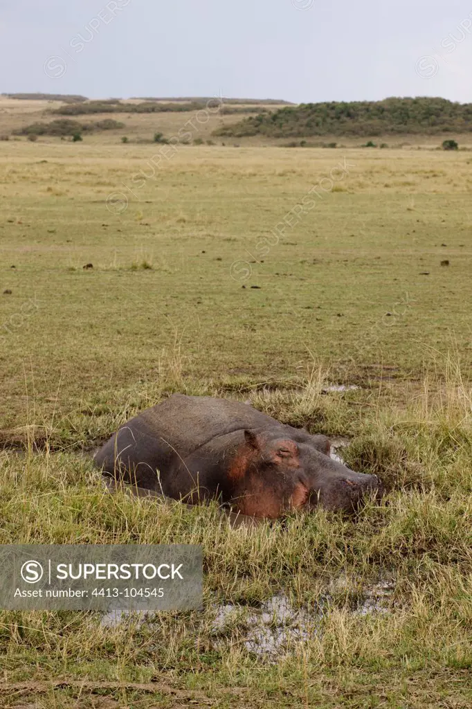 Hippopotamus old sleeping in a pool Masai Mara Kenya