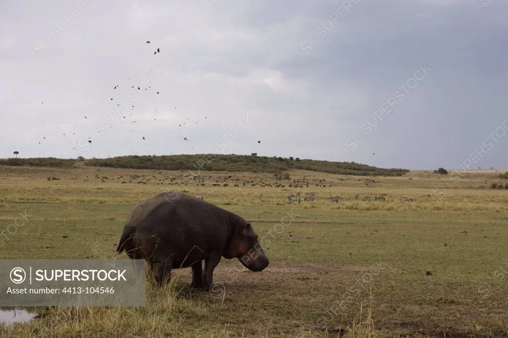 Hippopotamus male marking his territory Masai Mara Kenya