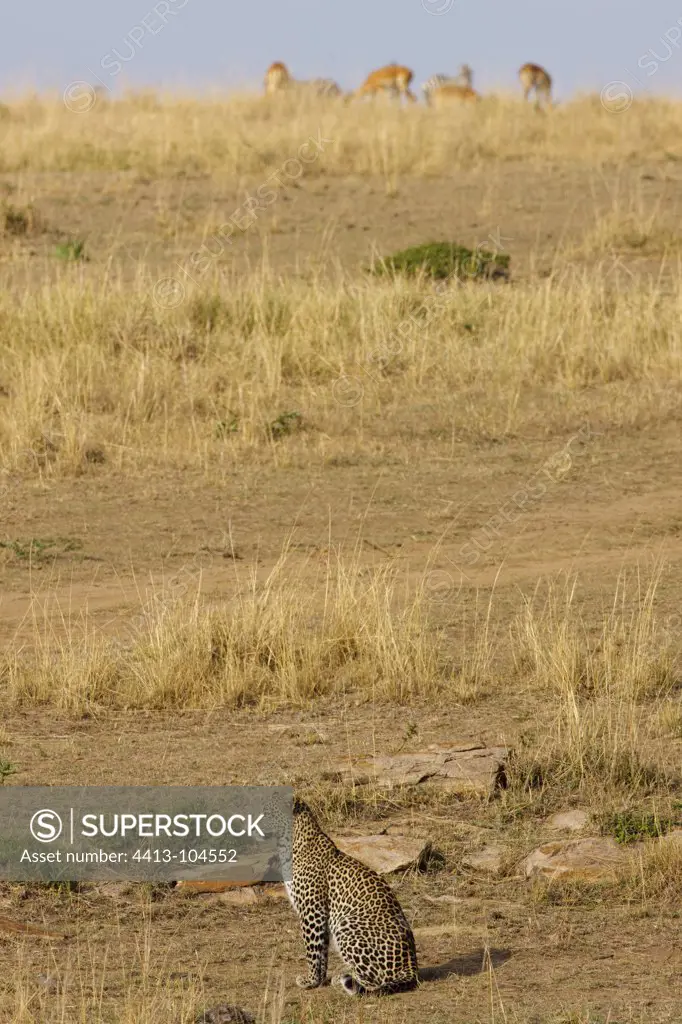 Leopard sitting in the Savannah Masai Mara Kenya