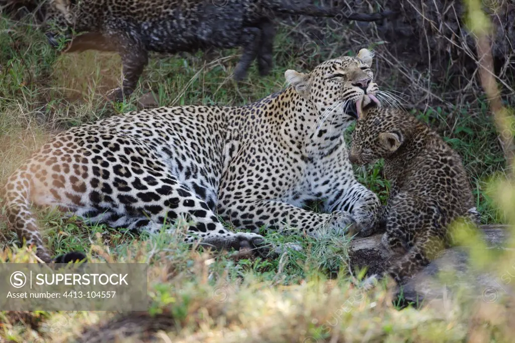 Leopard licking her young 3 months Masai Mara Kenya