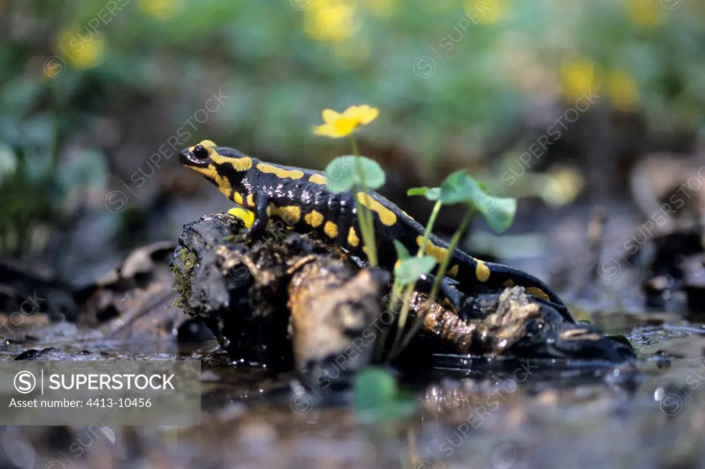 Speckled salamander in water France