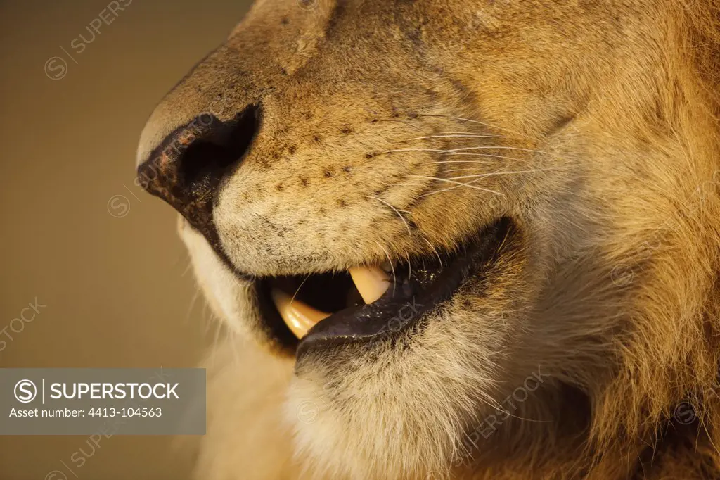 Muzzle Lion Masai Mara Kenya