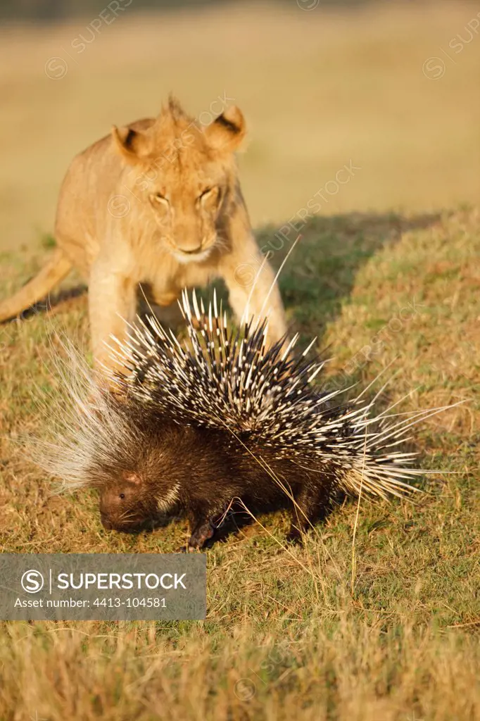 Young male lion chasing a porcupine Masai Mara Kenya