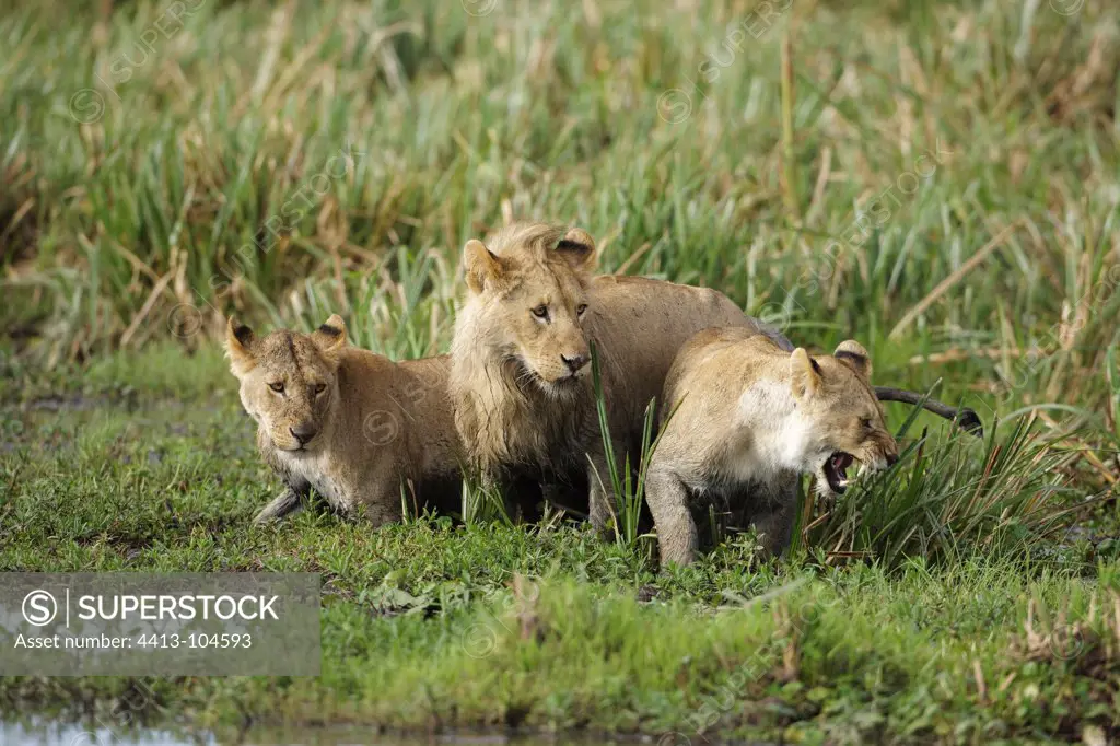 Young Lions in the Masai Mara Kenya Marsh