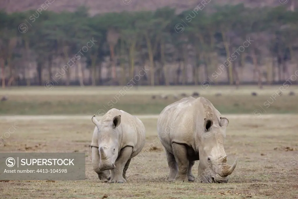 White rhino female and young Nakuru Kenya