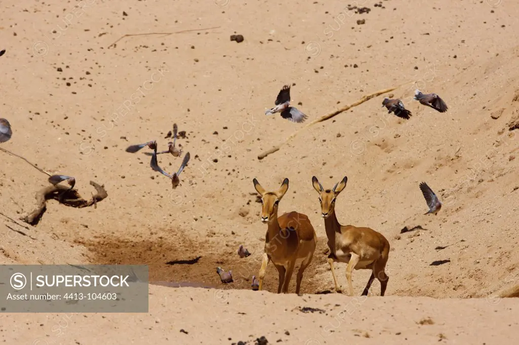 Impalas and Doves in a dry riverbed SamburuKenya