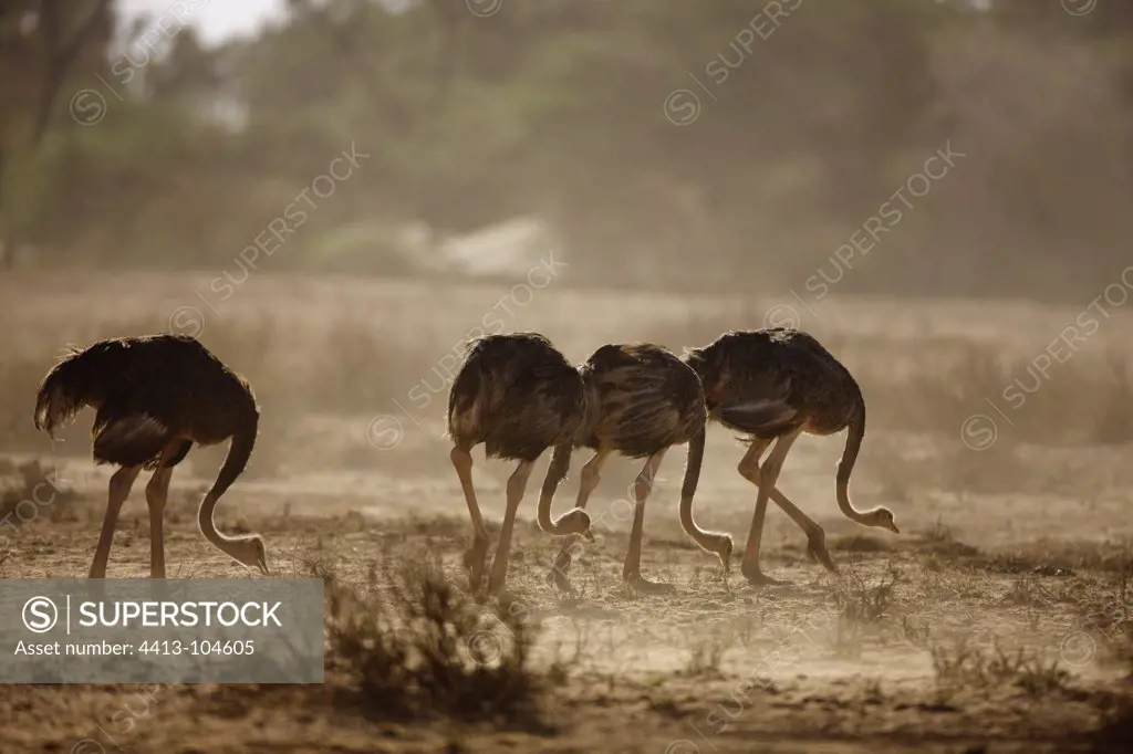 Young Somali Ostrich feeding ground SamburuKenya