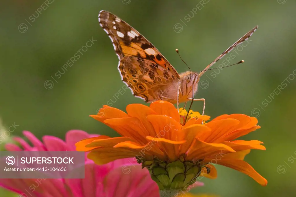 Painted Lady on a Zinia flower in a garden in summer France
