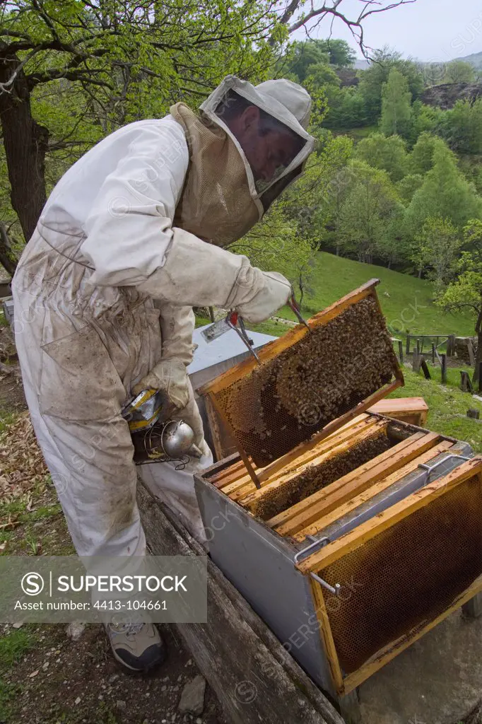 Beekeeper checking frames of a hive in the spring