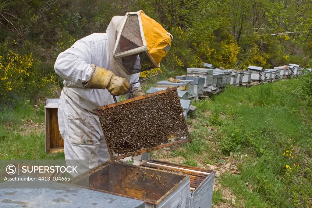 Beekeeper checking frames his hives France