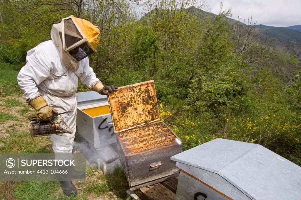 Beekeeper checking frames his hives France