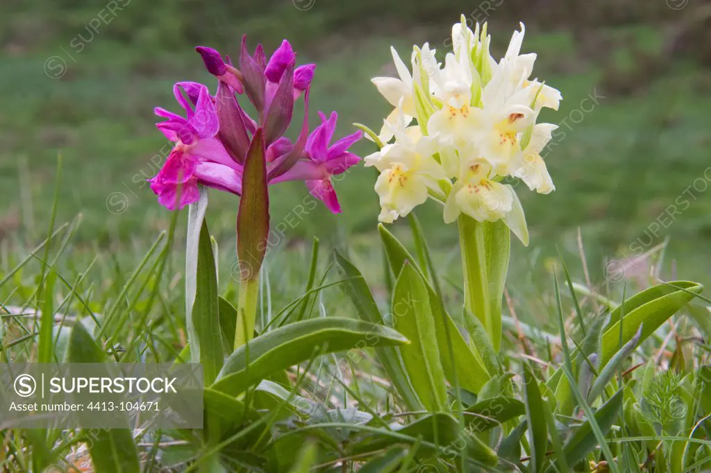 Elder-flowered Orchid in a meadow pritemps Ardèche