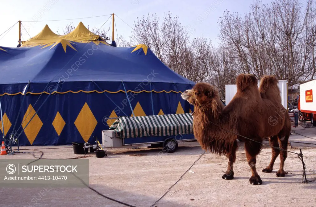 Wild Bactian Camel in front of circus big top Vaucluse